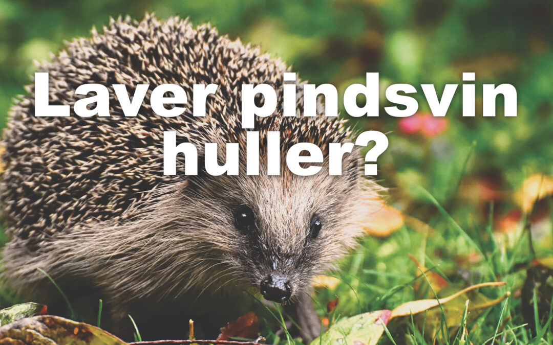 Pindsvin huller i græsplæne