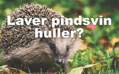 Pindsvin huller i græsplæne