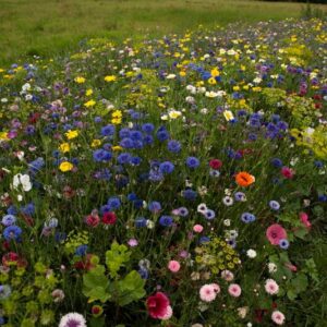 Pluk-selv-blomster blomsterblanding - 50 m2